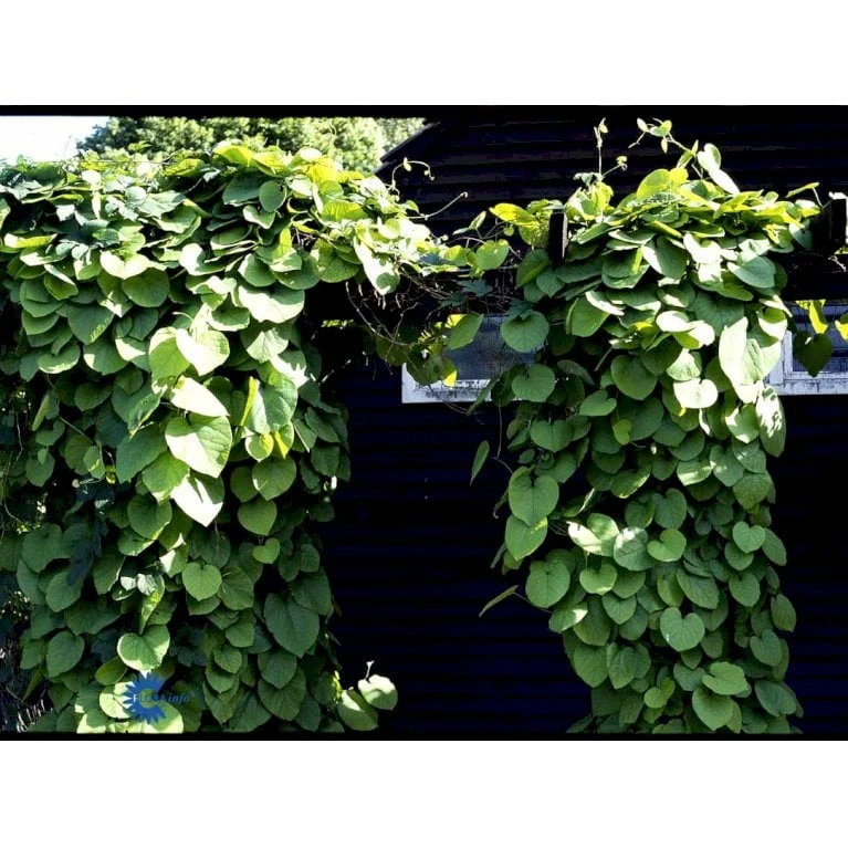 Tobakspibeplante Aristolochia Macrophylla Potte 5,0 Liter,- Opbundet 100-150 Cm. - Billede 5