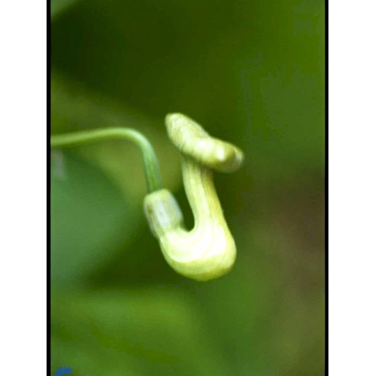 Tobakspibeplante Aristolochia Macrophylla Potte 5,0 Liter,- Opbundet 100-150 Cm. - Billede 6