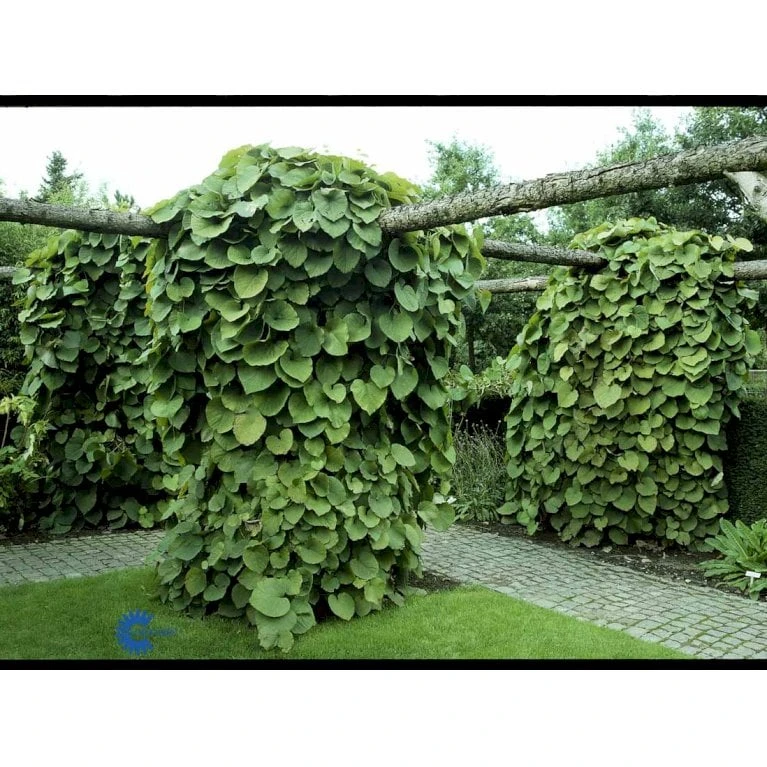 Tobakspibeplante Aristolochia Macrophylla Potte 5,0 Liter,- Opbundet 100-150 Cm. - Billede 7