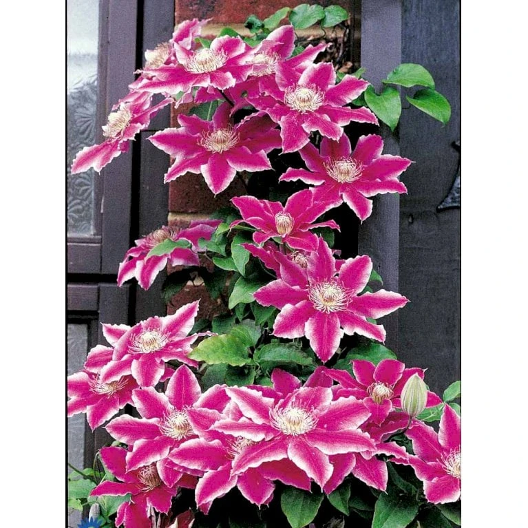 Klematis 'Dr. Ruppel' Clematis Hybrid 'Dr. Ruppel' Potte 2,0 Liter,- Opbundet - Billede 7
