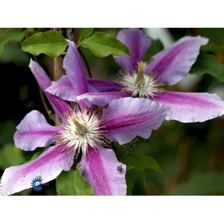 Klematis 'Dr. Ruppel' Clematis Hybrid 'Dr. Ruppel' Potte 2,0 Liter,- Opbundet - Billede 9