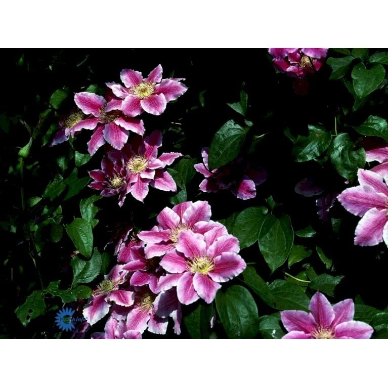 Klematis 'Dr. Ruppel' Clematis Hybrid 'Dr. Ruppel' Potte 2,0 Liter,- Opbundet - Billede 10