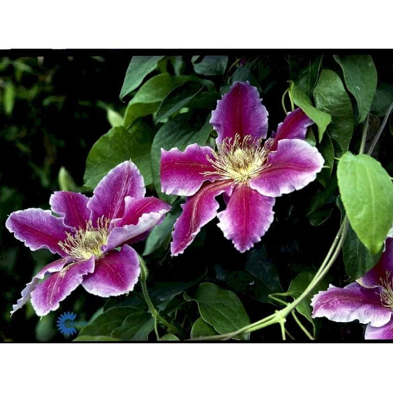 Klematis 'Dr. Ruppel' Clematis Hybrid 'Dr. Ruppel' Potte 2,0 Liter,- Opbundet - Billede 11