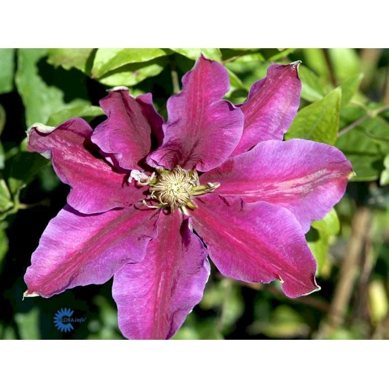 Klematis 'Dr. Ruppel' Clematis Hybrid 'Dr. Ruppel' Potte 2,0 Liter,- Opbundet - Billede 8