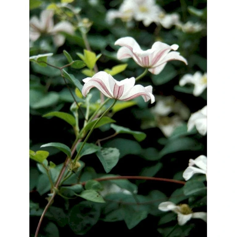 Italiensk Skovranke 'Huldine' Clematis Viticella 'Huldine' Potte 2,0 Liter,- Opbundet 60-100 Cm - Billede 4