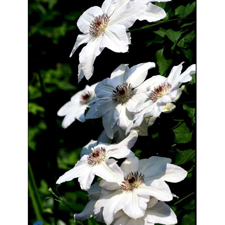 Klematis 'Miss Bateman' Clematis Hybrid 'Miss Bateman' Potte 2,0 Liter,- Opbundet - Billede 6