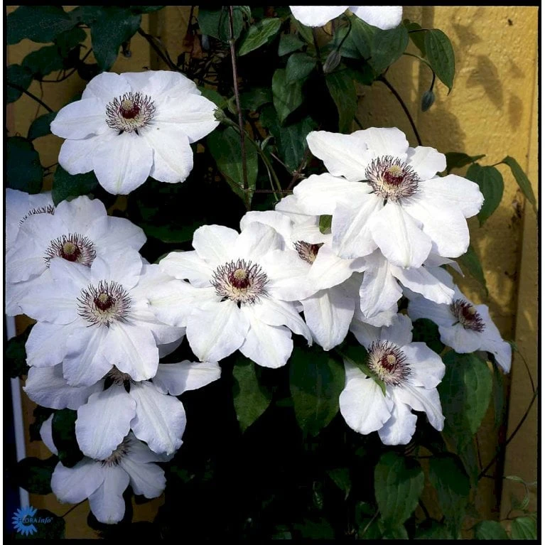 Klematis 'Miss Bateman' Clematis Hybrid 'Miss Bateman' Potte 2,0 Liter,- Opbundet - Billede 5