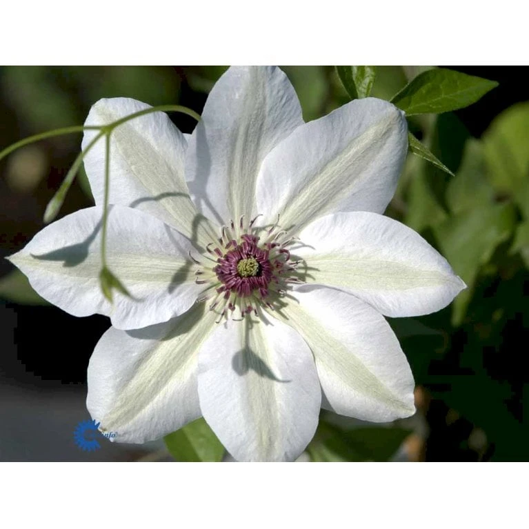 Klematis 'Miss Bateman' Clematis Hybrid 'Miss Bateman' Potte 2,0 Liter,- Opbundet - Billede 7