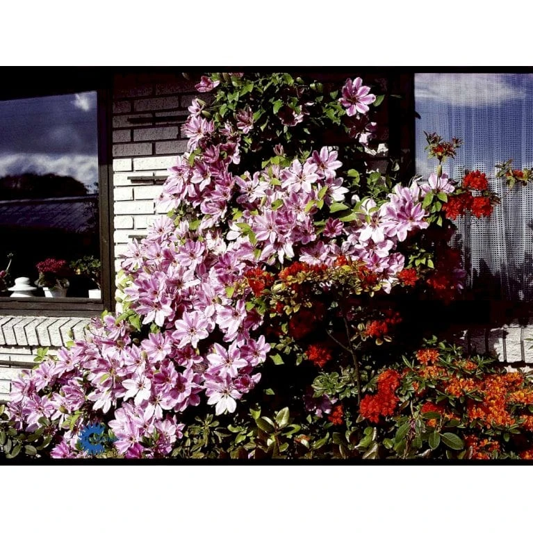 Klematis 'Nelly Moser' Clematis Hybrid 'Nelly Moser' Potte 2,0 Liter,- Opbundet 60-100 Cm - Billede 5