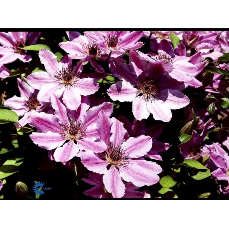 Klematis 'Nelly Moser' Clematis Hybrid 'Nelly Moser' Potte 2,0 Liter,- Opbundet 60-100 Cm - Billede 6