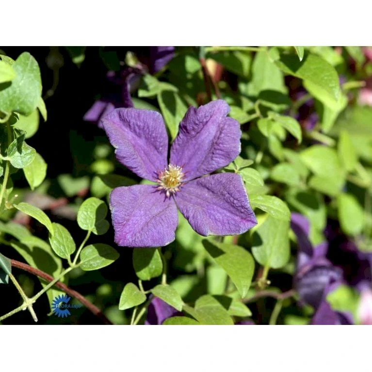 Italiensk Skovranke 'Polish Spirit' Clematis Viticella 'Polish Spirit' Potte 5,0 Liter,- Opbundet 100-150 Cm. - Billede 3