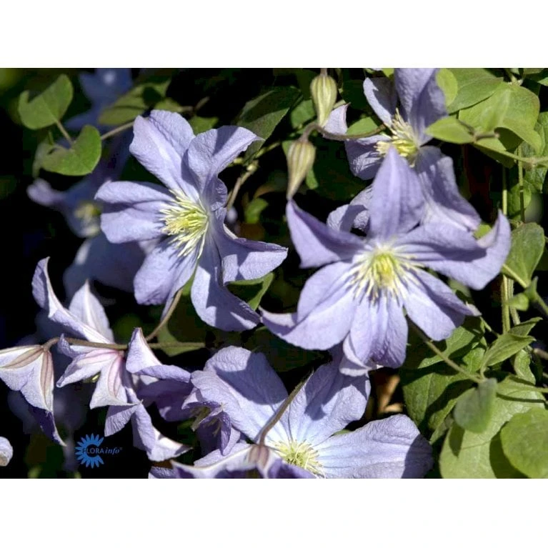 Italiensk Skovranke 'Prince Charles' Clematis Viticella 'Prince Charles' Potte 2,0 Liter,- Opbundet 60-100 Cm - Billede 5