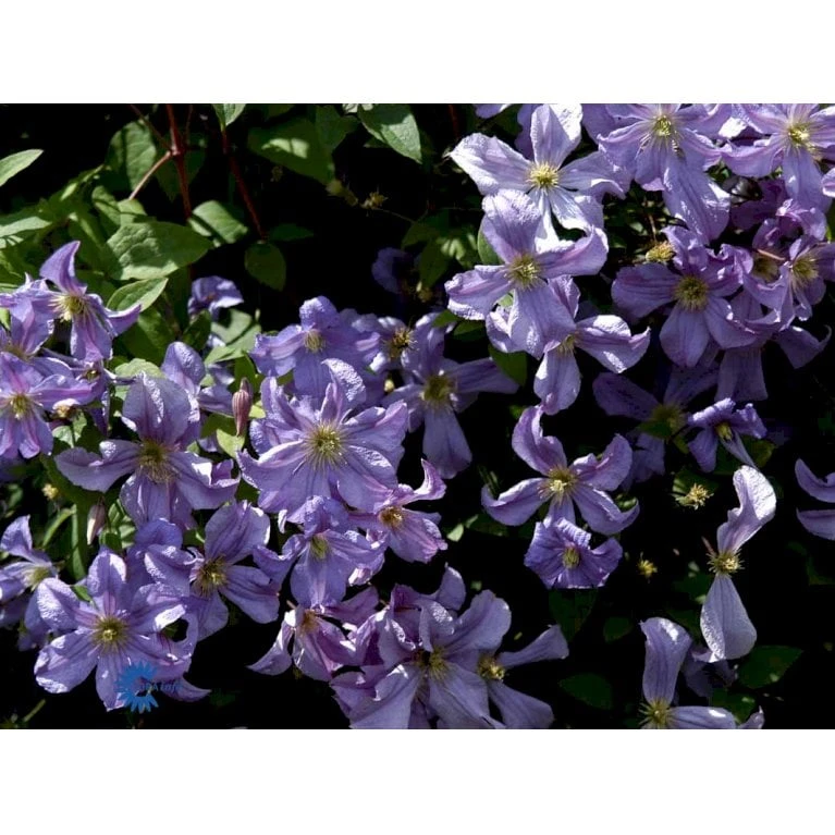 Italiensk Skovranke 'Prince Charles' Clematis Viticella 'Prince Charles' Potte 2,0 Liter,- Opbundet 60-100 Cm - Billede 4