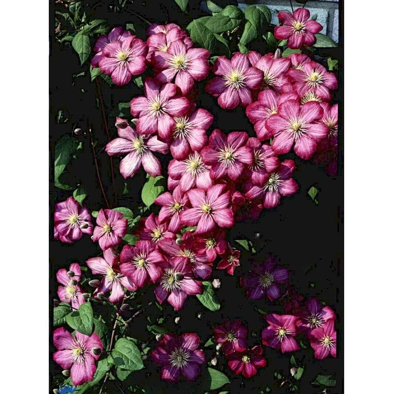 Klematis 'Ville De Lyon' Clematis Hybrid 'Ville De Lyon' Potte 2,0 Liter,- Opbundet - Billede 5