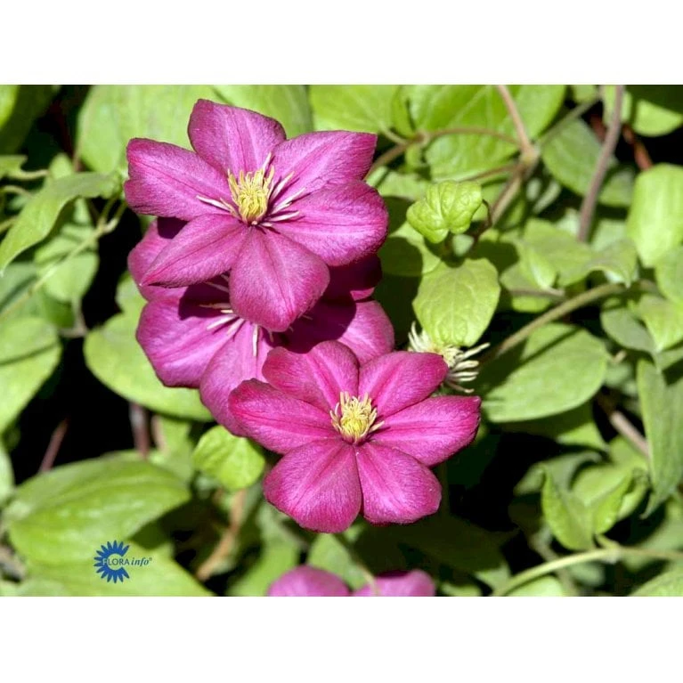 Klematis 'Ville De Lyon' Clematis Hybrid 'Ville De Lyon' Potte 2,0 Liter,- Opbundet - Billede 4