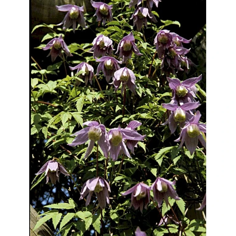 Alpe-Skovranke Clematis Alpina Potte 2,0 Liter,- Opbundet - Billede 6