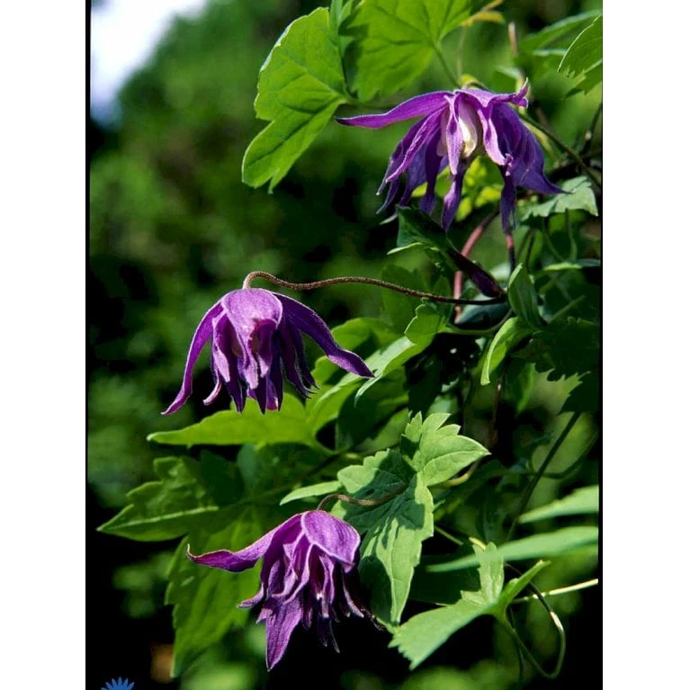 Småblomstrende Klematis Clematis Macropetala Potte 2,0 Liter,- Opbundet 60-100 Cm - Billede 5