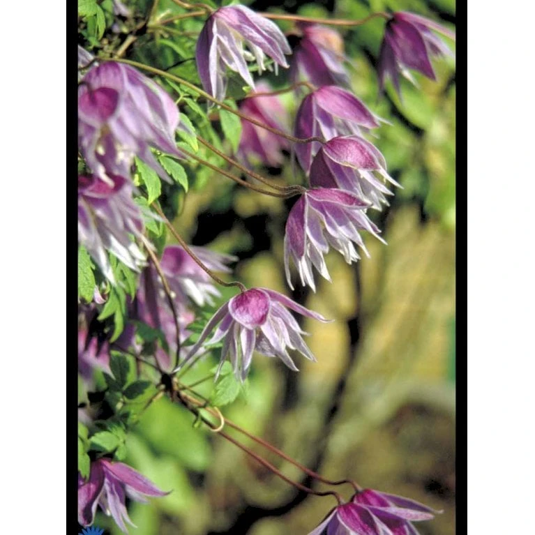 Småblomstrende Klematis Clematis Macropetala Potte 2,0 Liter,- Opbundet 60-100 Cm - Billede 4