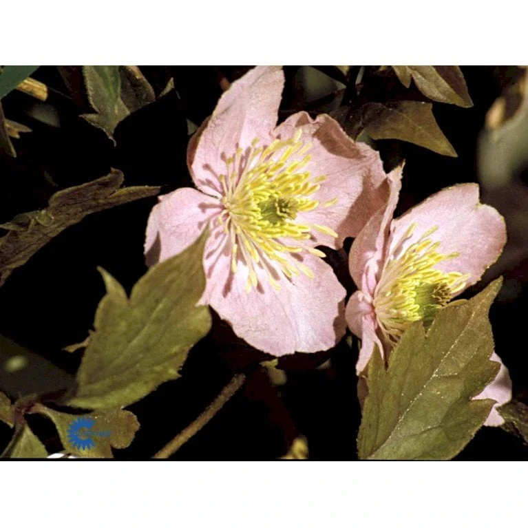 Bjerg-Skovranke 'Tetrarose' Clematis Montana 'Tetrarose' Potte 2,0 Liter,- Opbundet - Billede 3