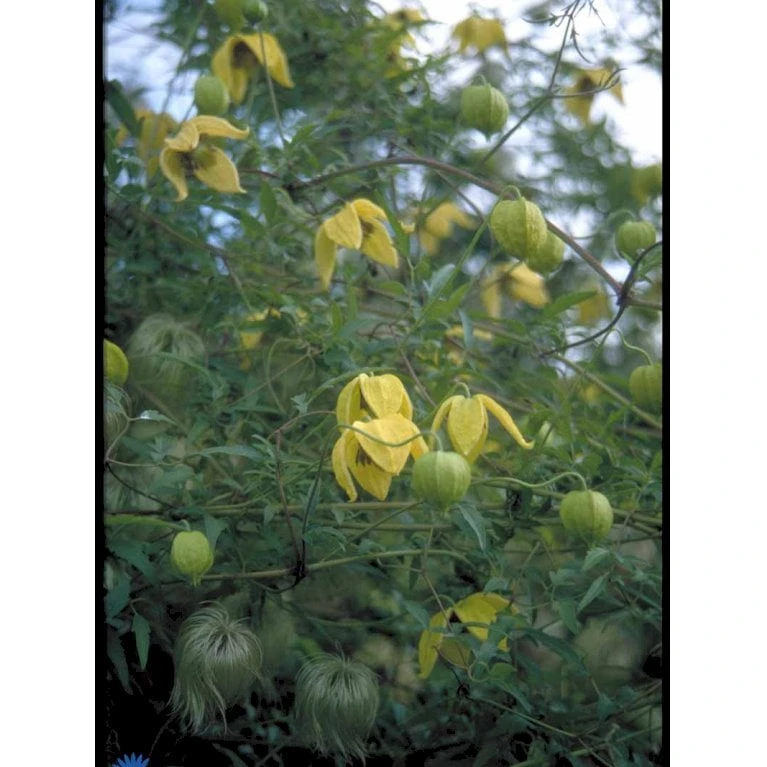 Guld-Skovranke Clematis Tangutica Potte 2,0 Liter,- Opbundet - Billede 6