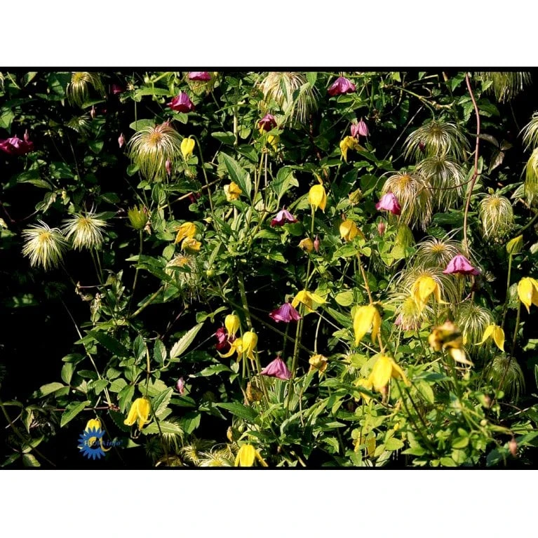 Guld-Skovranke Clematis Tangutica Potte 2,0 Liter,- Opbundet - Billede 5