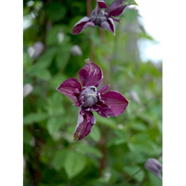Italiensk Skovranke 'Purpurea Plena Elegans' Clematis Viticella 'Purpurea Plena Elegans' Potte 2,0 Liter,- Opbundet 60-100 Cm - Billede 7