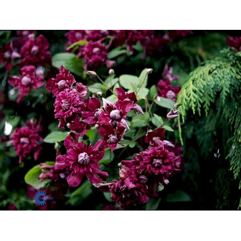 Italiensk Skovranke 'Purpurea Plena Elegans' Clematis Viticella 'Purpurea Plena Elegans' Potte 2,0 Liter,- Opbundet 60-100 Cm - Billede 6