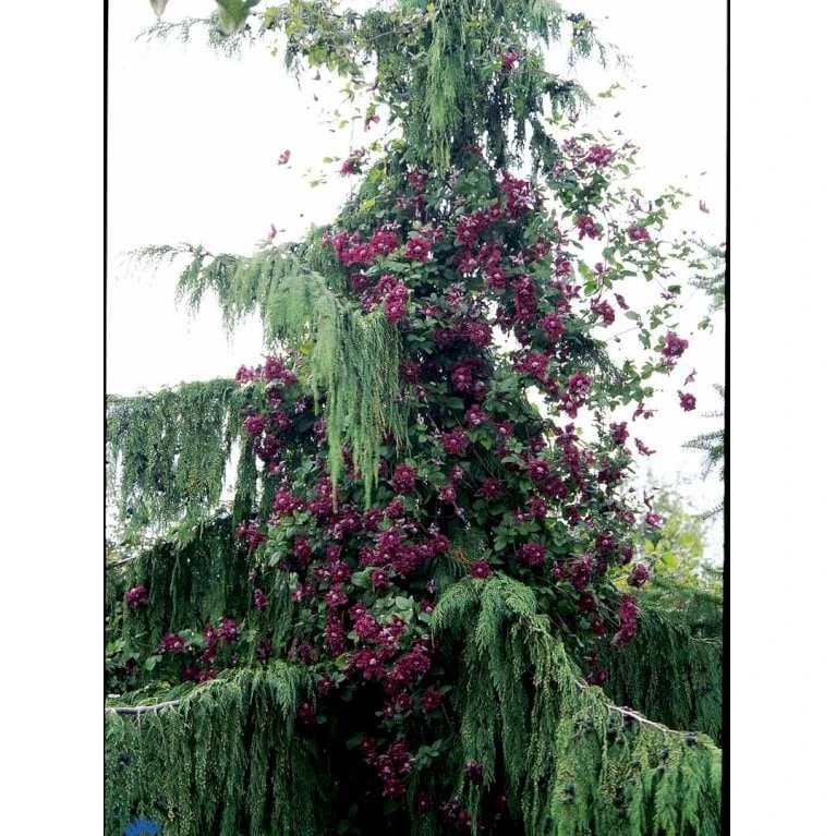 Italiensk Skovranke 'Purpurea Plena Elegans' Clematis Viticella 'Purpurea Plena Elegans' Potte 2,0 Liter,- Opbundet 60-100 Cm - Billede 9