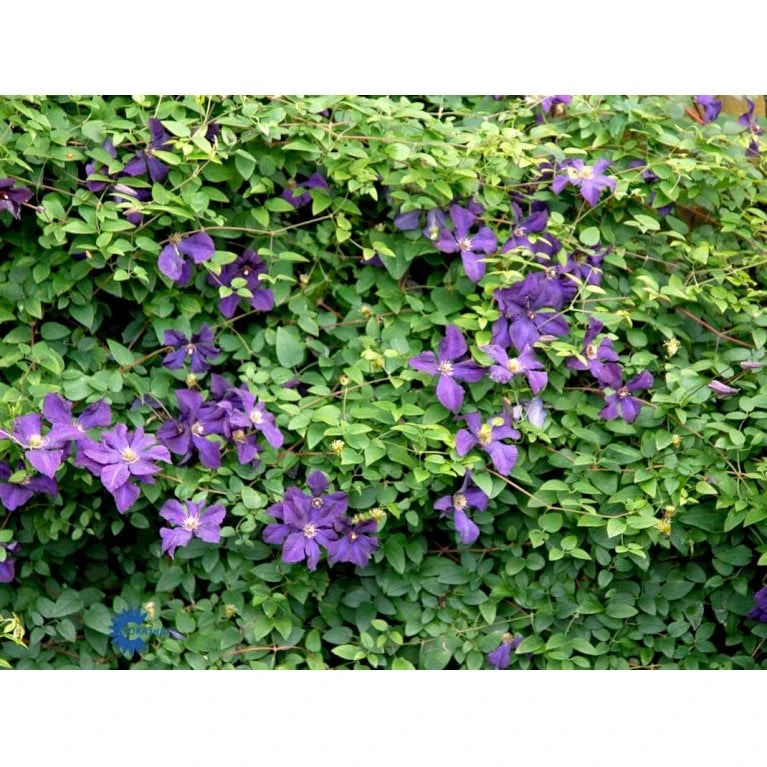 Italiensk Skovranke Clematis Viticella Potte 2,0 Liter,- Opbundet - Billede 4