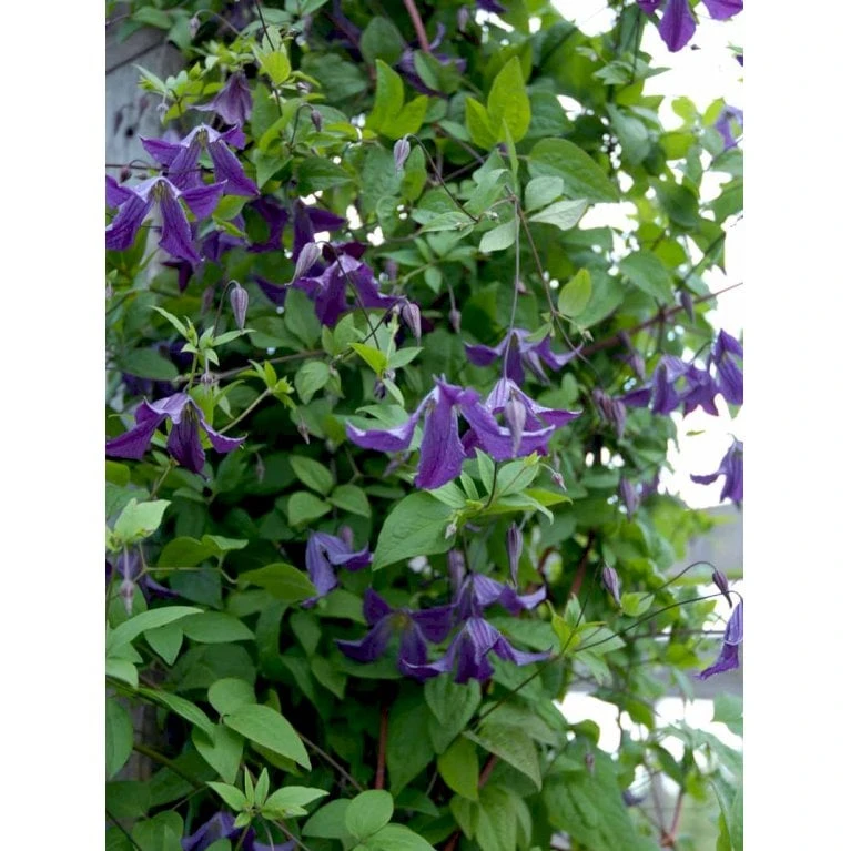 Italiensk Skovranke Clematis Viticella Potte 2,0 Liter,- Opbundet - Billede 5
