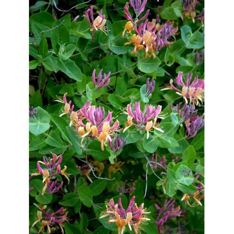 Kaprifolie Lonicera X Heckrottii Potte 5,0 Liter,- Opbundet 100-150 Cm. - Billede 3