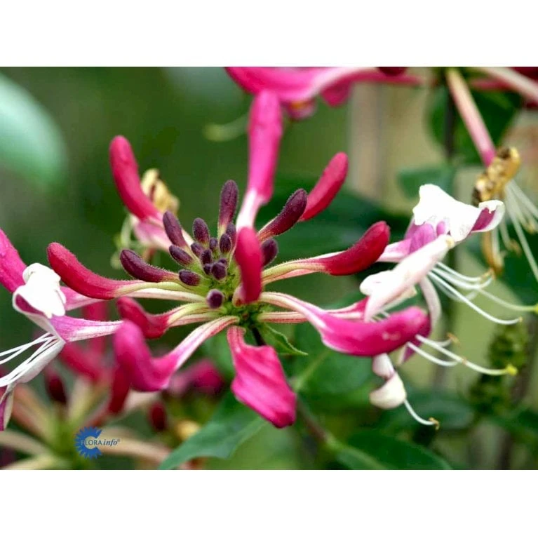 Kaprifolie Lonicera X Heckrottii Potte 5,0 Liter,- Opbundet 100-150 Cm. - Billede 4