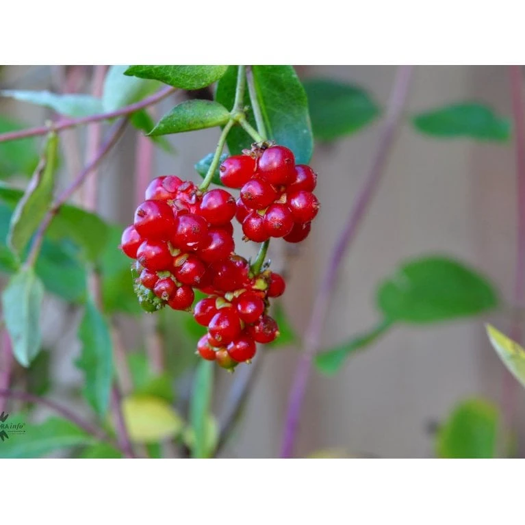 Almindelig Kaprifolia (Gedeblad) Lonicera Periclymenum Potte 2,0 Liter,- Opbundet - Billede 5
