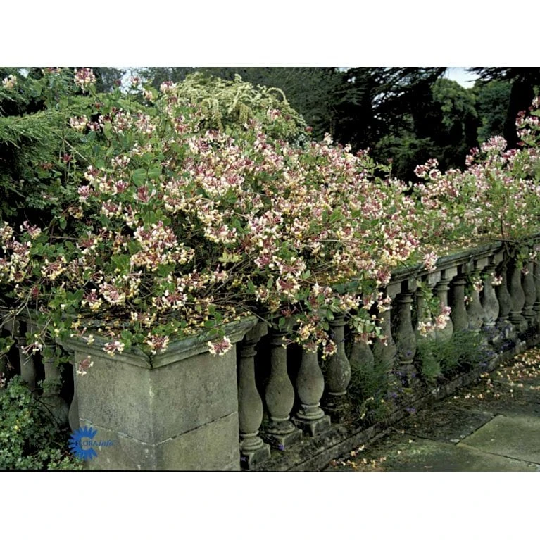 Almindelig Kaprifolia (Gedeblad) Lonicera Periclymenum Potte 2,0 Liter,- Opbundet - Billede 7