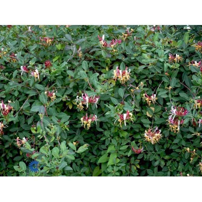 Almindelig Kaprifolia (Gedeblad) Lonicera Periclymenum Potte 2,0 Liter,- Opbundet - Billede 6