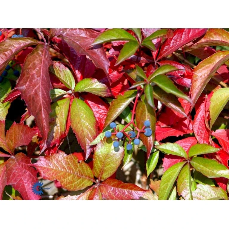 Klatrevildvin Parthenocissus Quinquefolia Potte 7,5 Liter,- Opbundet 150-200 Cm. - Billede 6