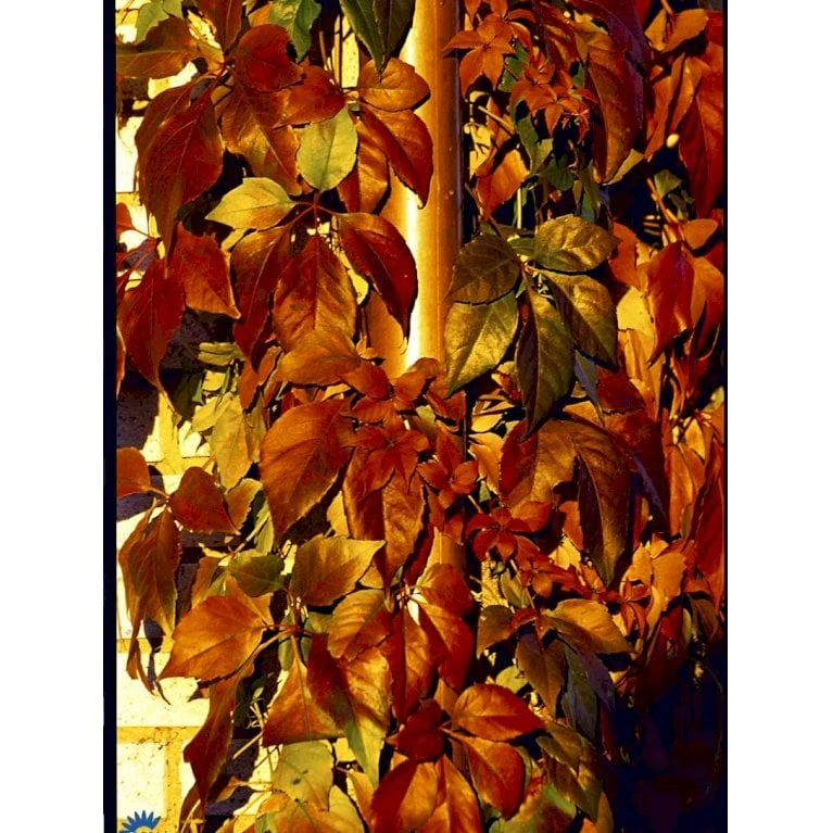 Klatrevildvin Parthenocissus Quinquefolia Potte 7,5 Liter,- Opbundet 150-200 Cm. - Billede 7