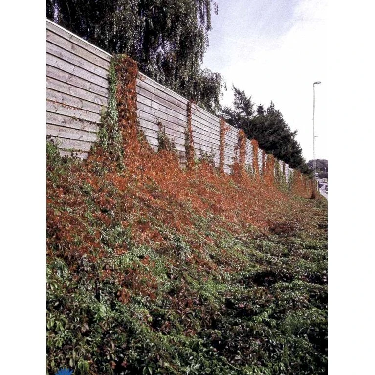 Klatrevildvin Parthenocissus Quinquefolia Potte 7,5 Liter,- Opbundet 150-200 Cm. - Billede 8