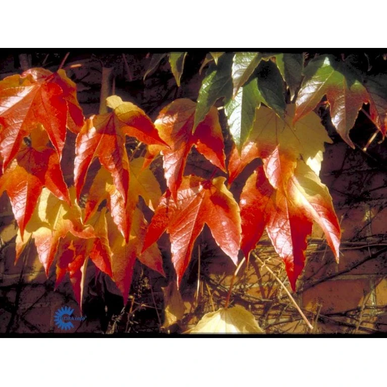 Rådhusvin 'Veitchii' Parthenocissus Tricuspidata 'Veitchii' Potte 5,0 Liter,- Opbundet 80-100 Cm. - Billede 4