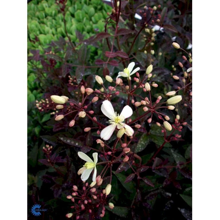 Staudeklematis 'Purpurea' Clematis Recta 'Purpurea' Potte 2,0 Liter,- Opbundet 60-100 Cm - Billede 5