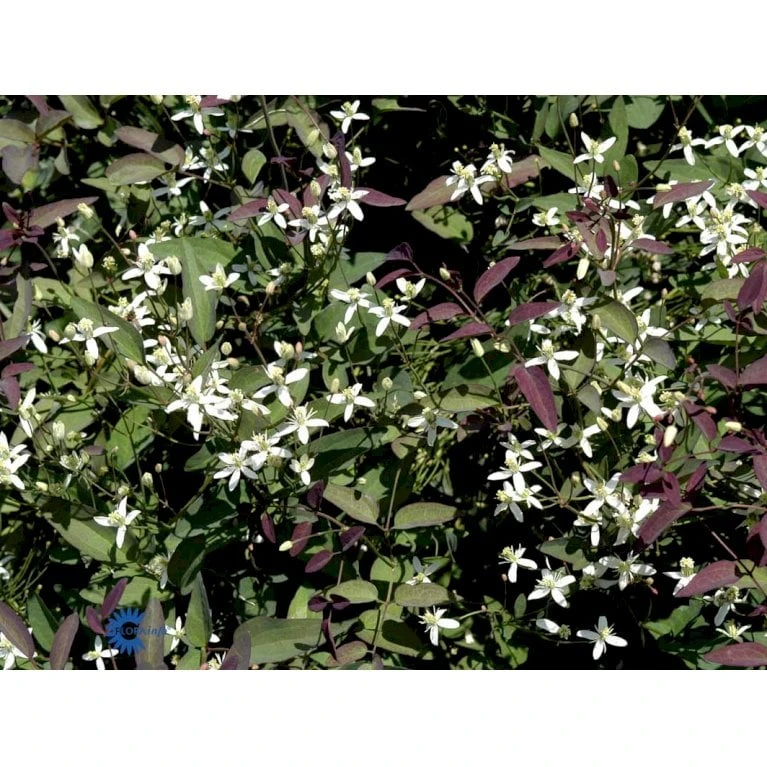 Staudeklematis 'Purpurea' Clematis Recta 'Purpurea' Potte 2,0 Liter,- Opbundet 60-100 Cm - Billede 7