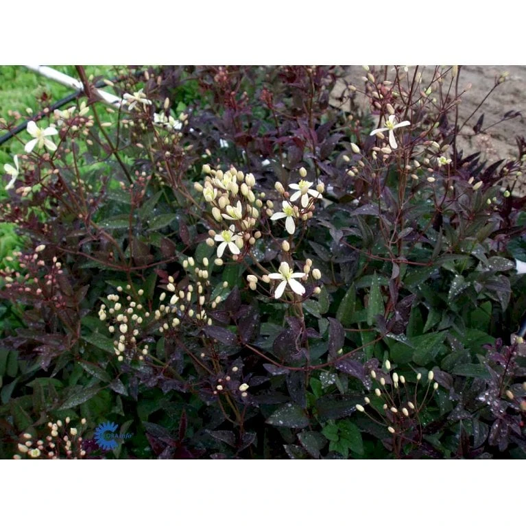 Staudeklematis 'Purpurea' Clematis Recta 'Purpurea' Potte 2,0 Liter,- Opbundet 60-100 Cm - Billede 6