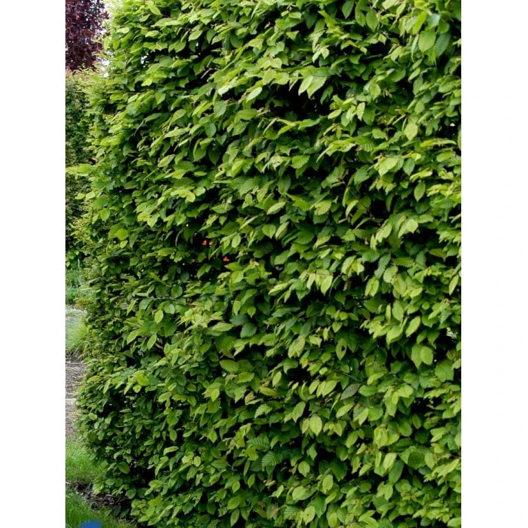 Avnbøg Carpinus Betulus Barrods,- 3 års (1/2) 50-80 Cm. - Billede 8