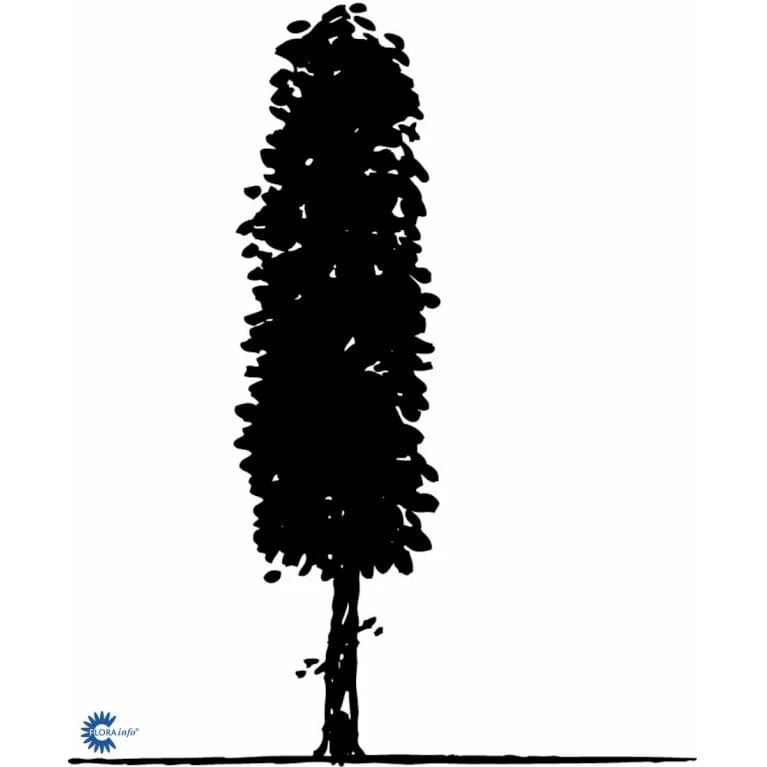 Avnbøg Carpinus Betulus Barrods,- 3 års (1/2) 50-80 Cm. - Billede 6