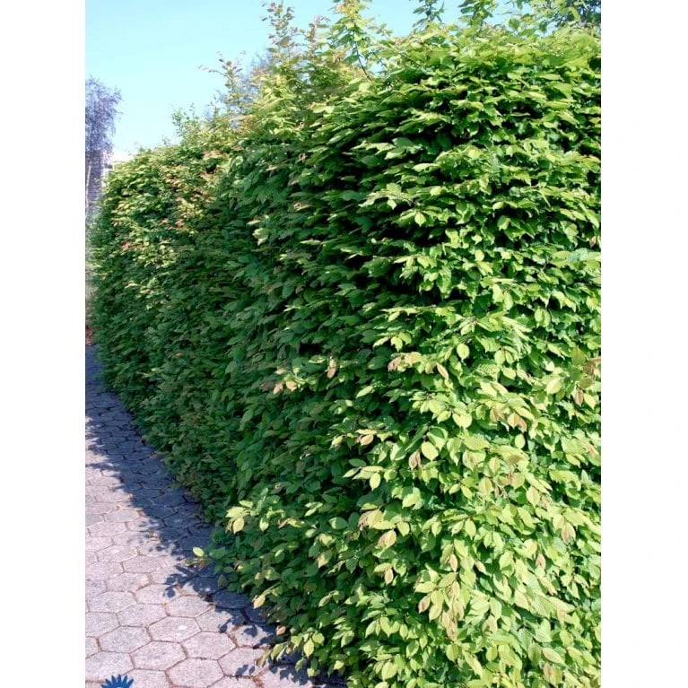 Avnbøg Carpinus Betulus Barrods,- 3 års (1/2) 50-80 Cm. - Billede 7