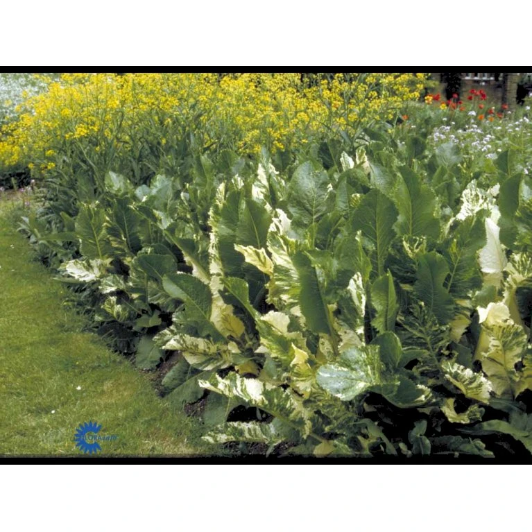 Peberrod Armoracia Rusticana 1 Liter Potte - Billede 4