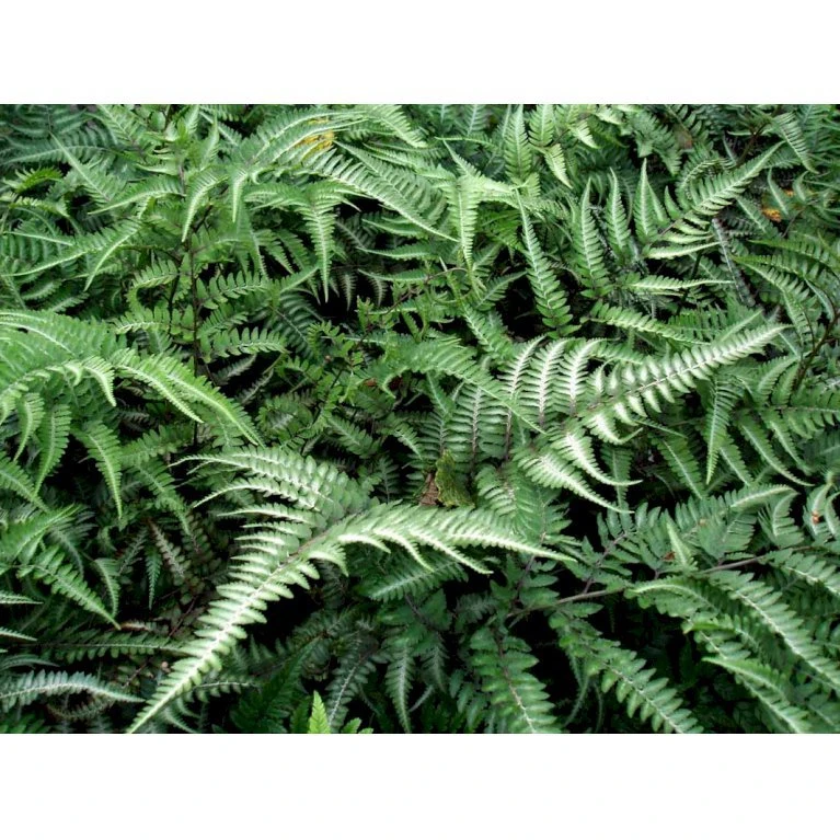 Nipponfjerbregne 'Pictum' ('Metallicum') Athyrium Niponicum 'pictum' ('Metallicum') 1 Liter Potte