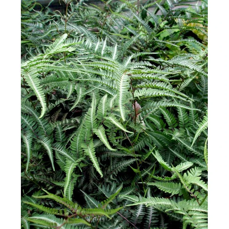Nipponfjerbregne 'Pictum' ('Metallicum') Athyrium Niponicum 'pictum' ('Metallicum') 1 Liter Potte - Billede 3