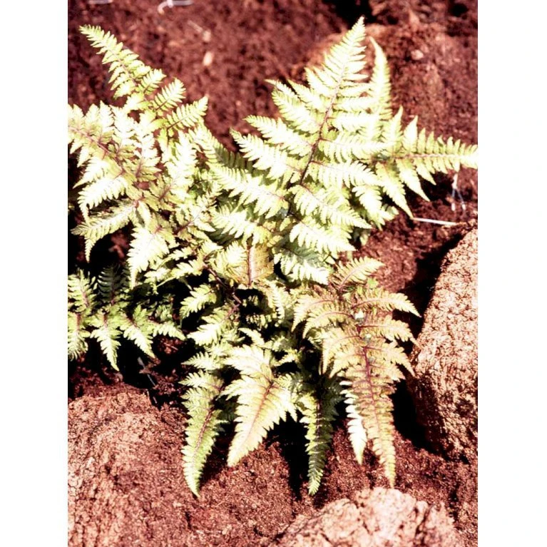 Nipponfjerbregne 'Pictum' ('Metallicum') Athyrium Niponicum 'pictum' ('Metallicum') 1 Liter Potte - Billede 4