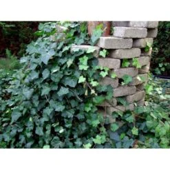 Storbladet Efeu 'Hestor' Hedera Hibernica 'Hestor' Potte 0,5 Liter